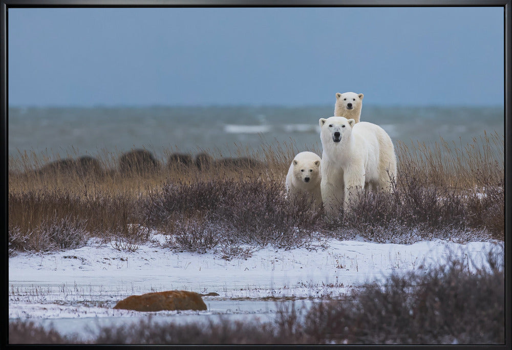 Illustration murale : une mère ours et ses oursons, avec la baie d'Hudson en arrière-plan.