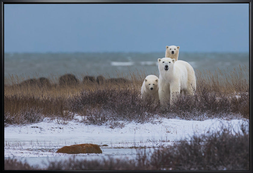 Illustration murale : une mère ours et ses oursons, avec la baie d'Hudson en arrière-plan.