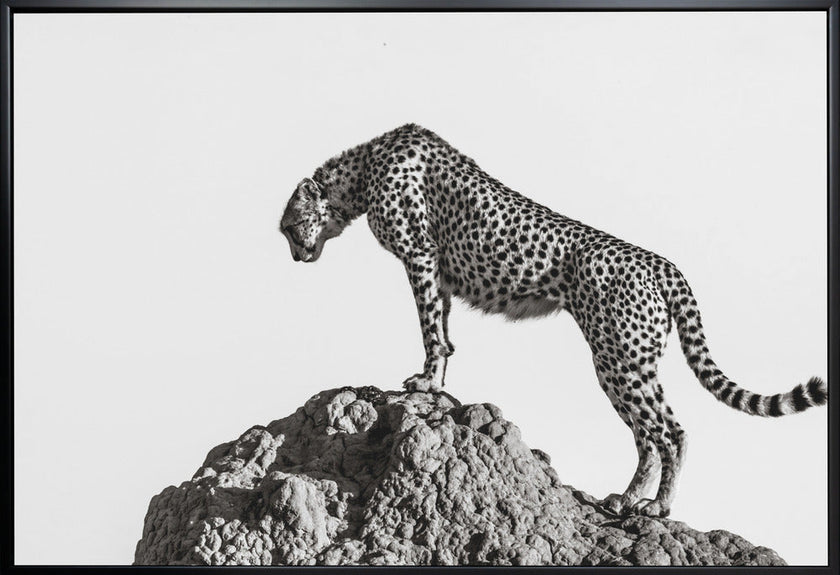 Wall Art the hunter