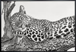Time to rest Leopard