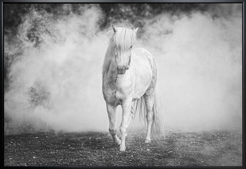 Wall art Icelandic pony