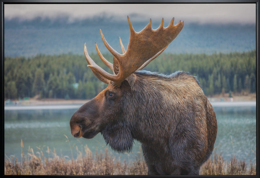 Wall art Moose