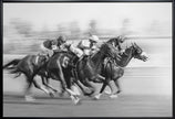 Peinture murale Course de chevaux @ Queen's Plate