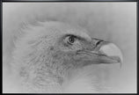 Wall art Bald eagle