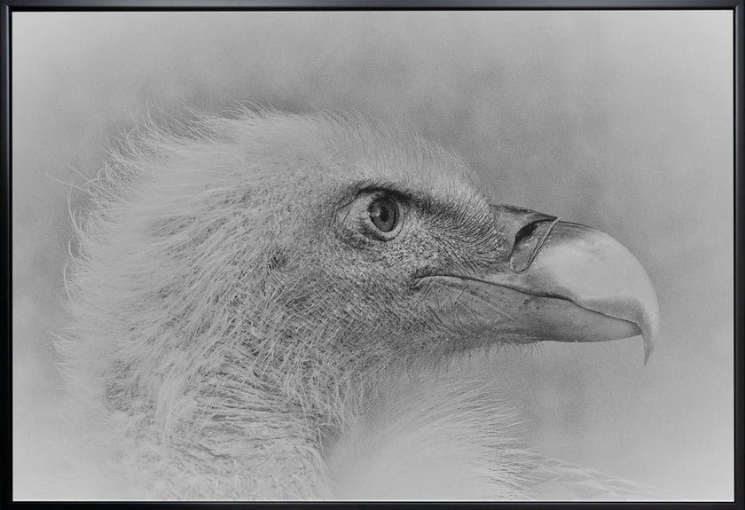Wall art Bald eagle