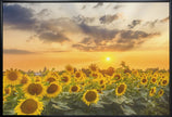 Art mural Champ de tournesols au coucher du soleil | Vue panoramique