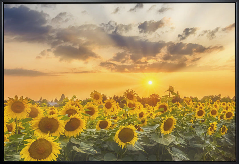 Art mural Champ de tournesols au coucher du soleil | Vue panoramique
