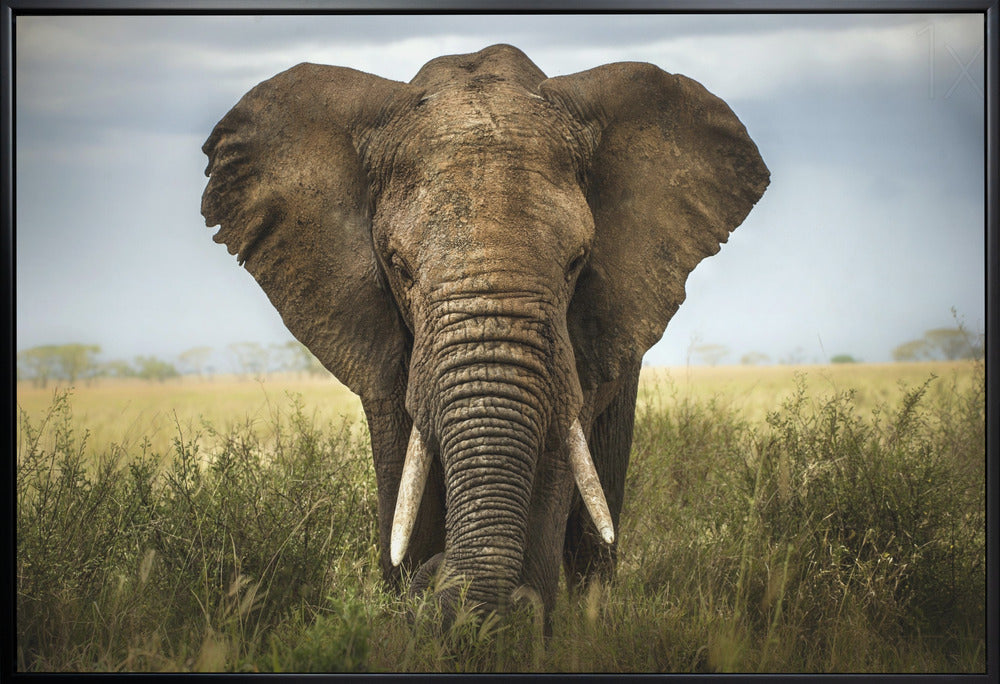 Wall art Encounters in Serengeti. Elephant