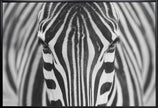 Wall art Zepra
