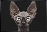 Wall art Sphynx Cat