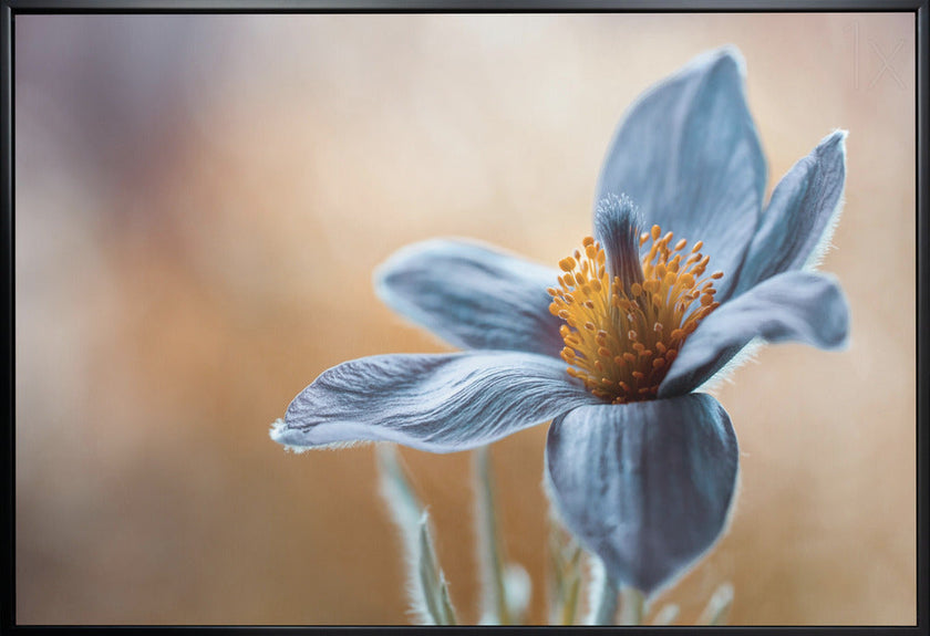 Wall art Pasque. Floral