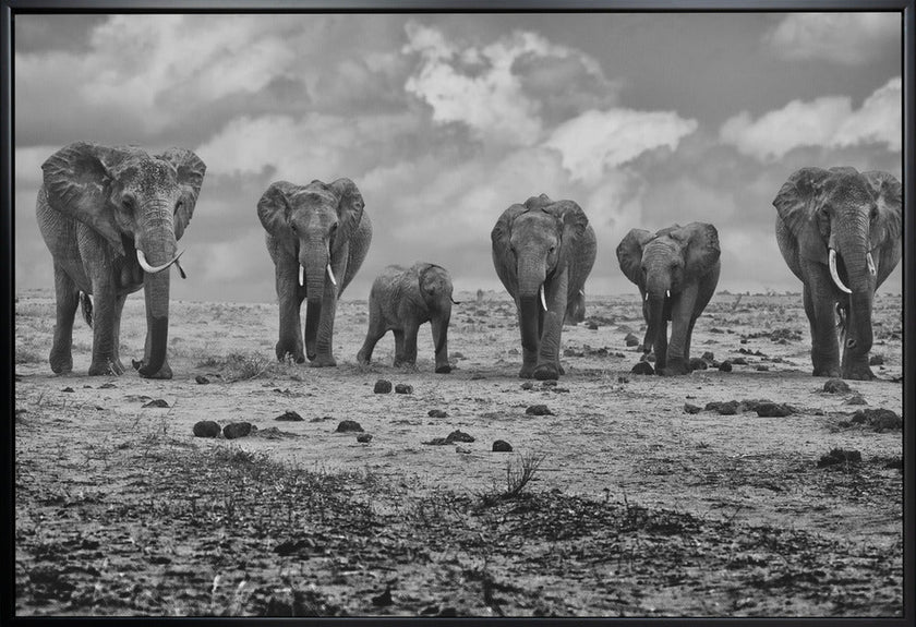 Wall art Big Family. Elephants