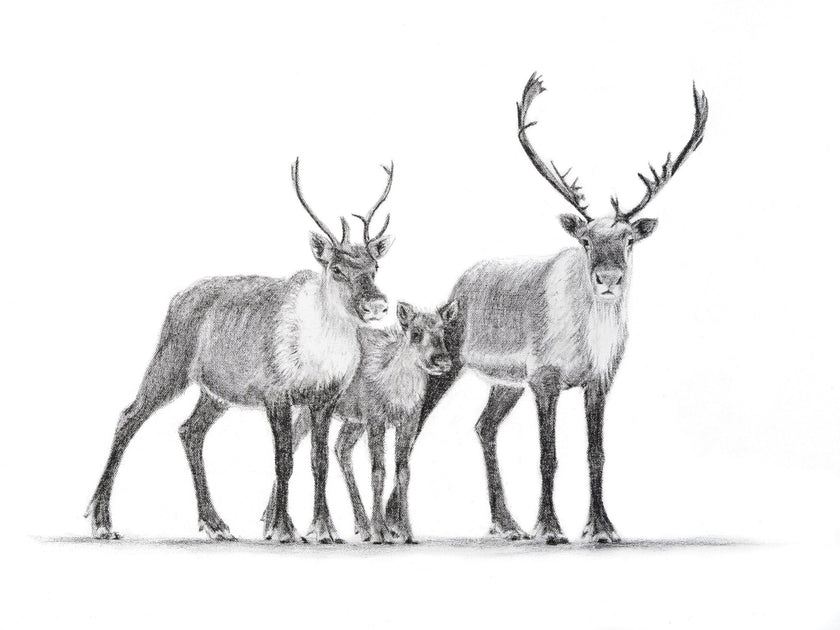 Caribou Family Magnet