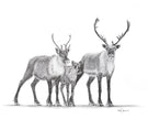 Caribous Family - Woodland Animal Wall Art