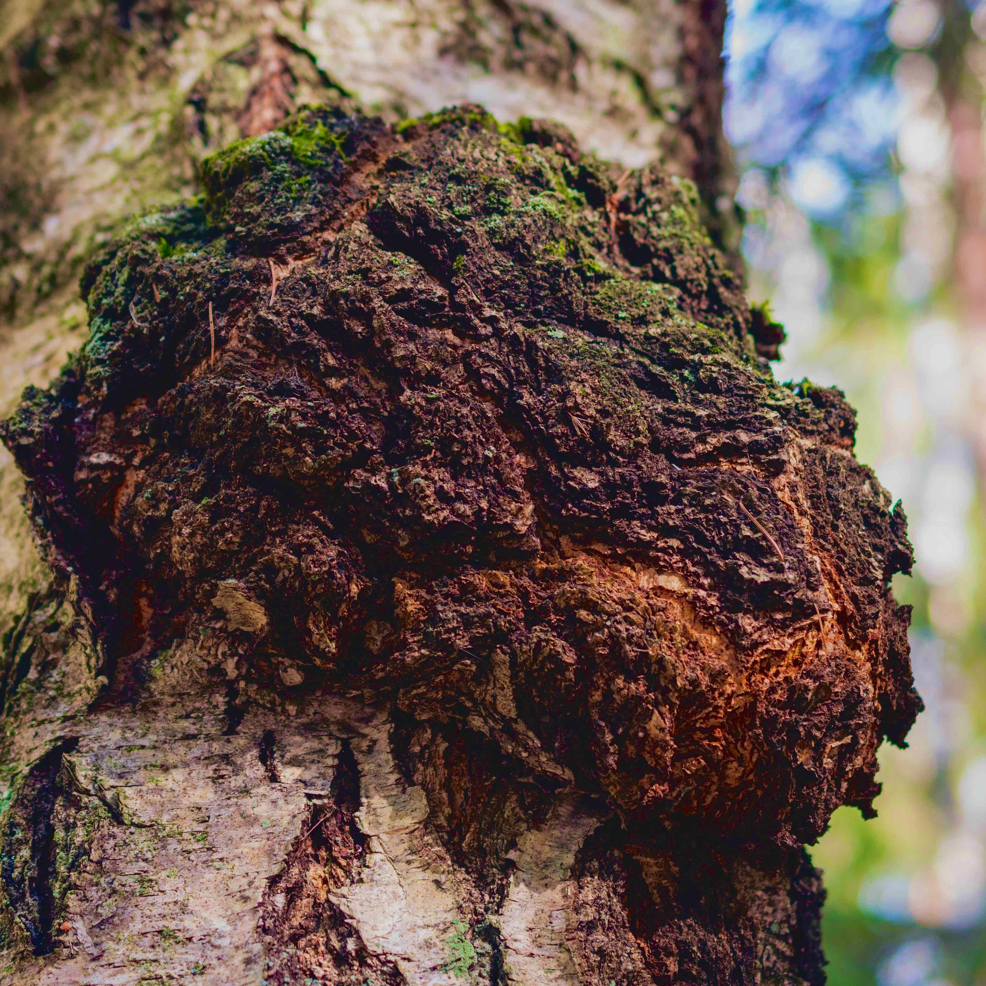 Poudre de champignon chaga