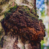 Poudre de champignon chaga