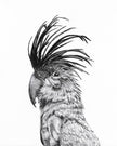 Cockatoo Portrait - wildlife art print