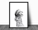 Cockatoo Portrait - wildlife art print