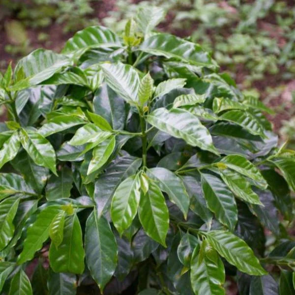 Coffee - Colombia - Excelso Gran Galope - Cauca - 454g - Wholebean