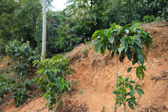 Coffee - Costa Rica - Cafe Vida - Central Valley - 454g - Wholebean