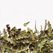 Comptonia Voyageuse, feuille