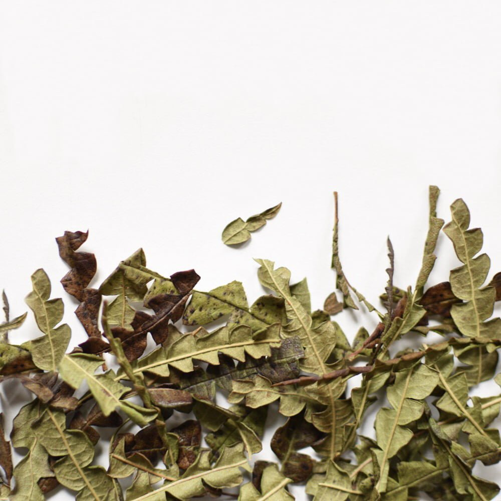 Comptonia Voyageuse, feuille