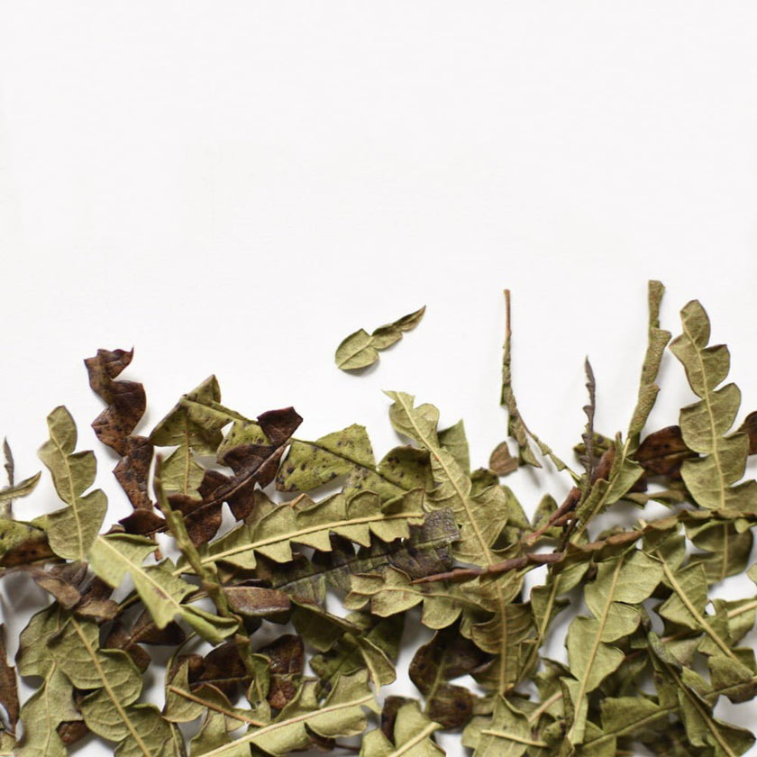 Comptonia Voyageuse, feuille