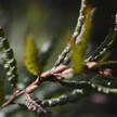 Comptonia Voyageuse, feuille