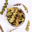 Comptonia Voyageuse, feuille