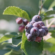 Confiture d'amélanches