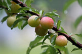 Confiture de prunes sauvages