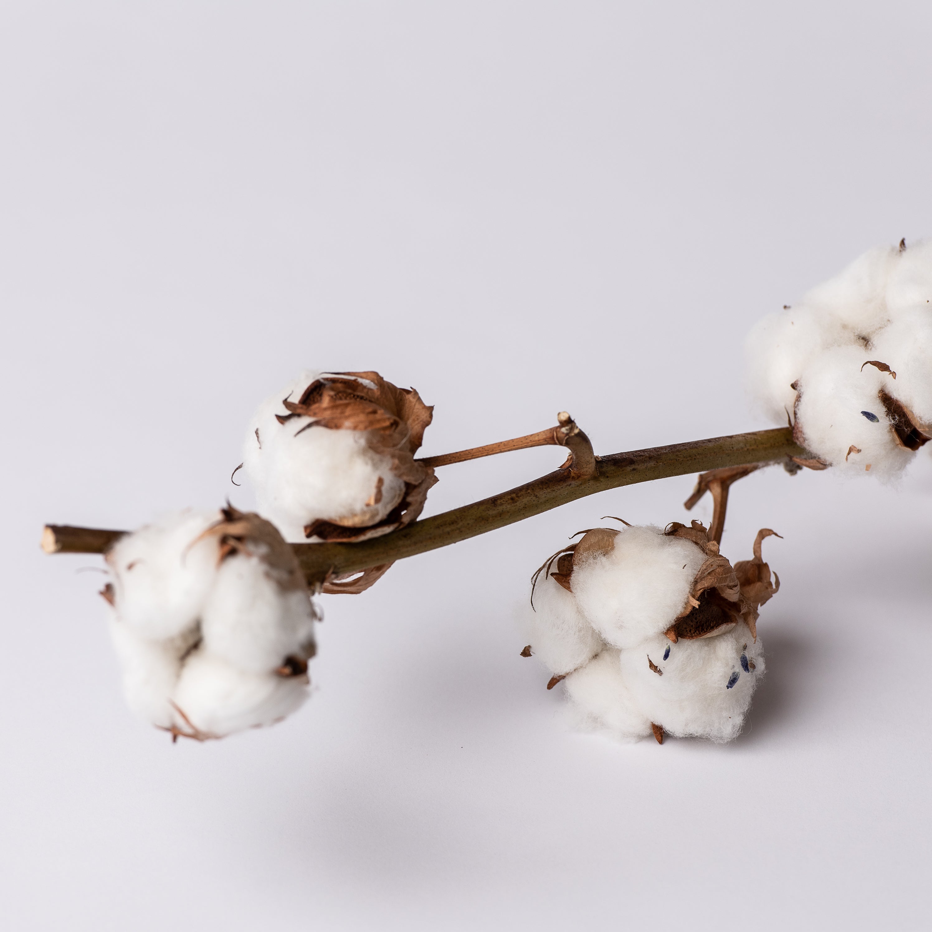 Coton