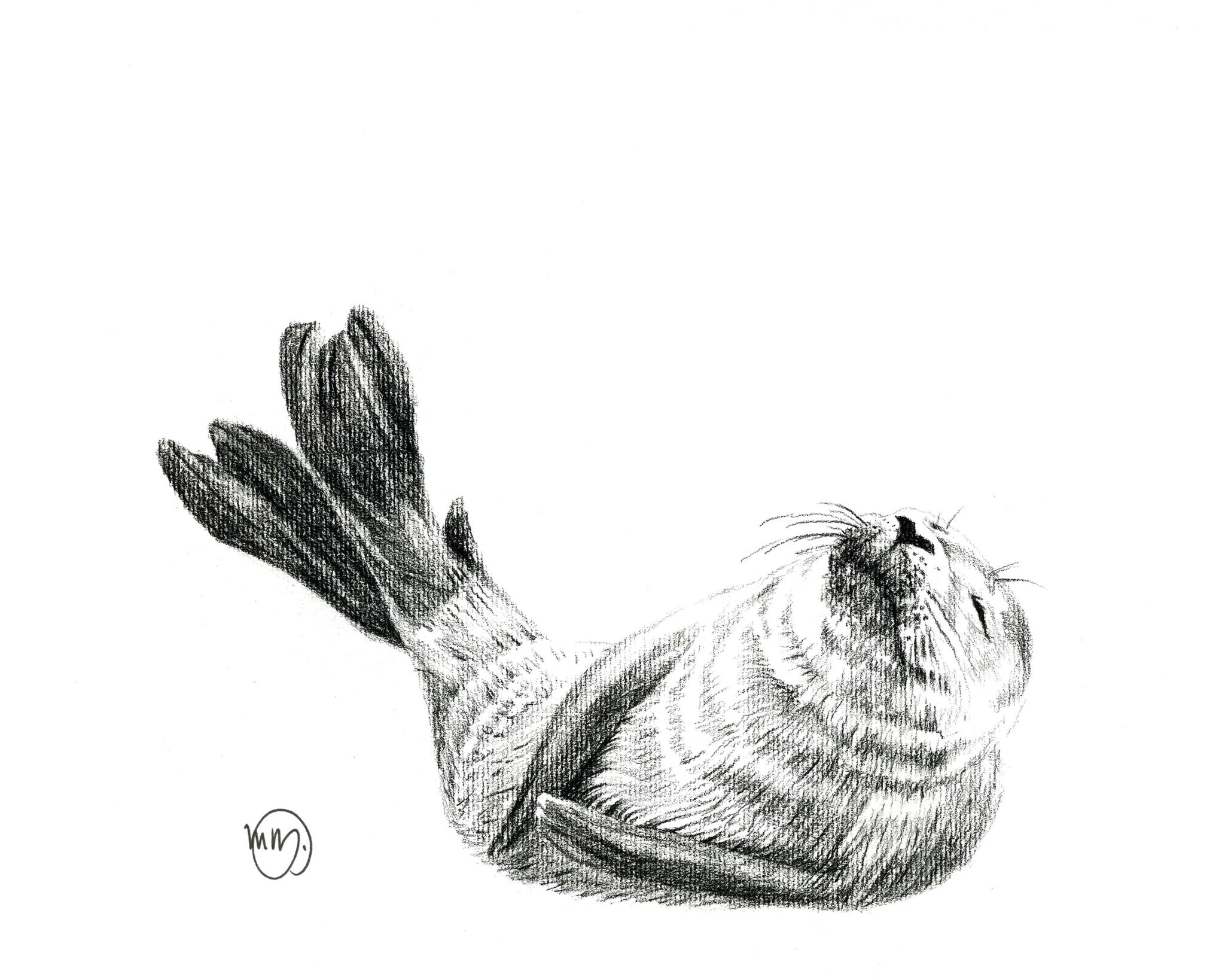 Cute Baby Seal Greeting Card