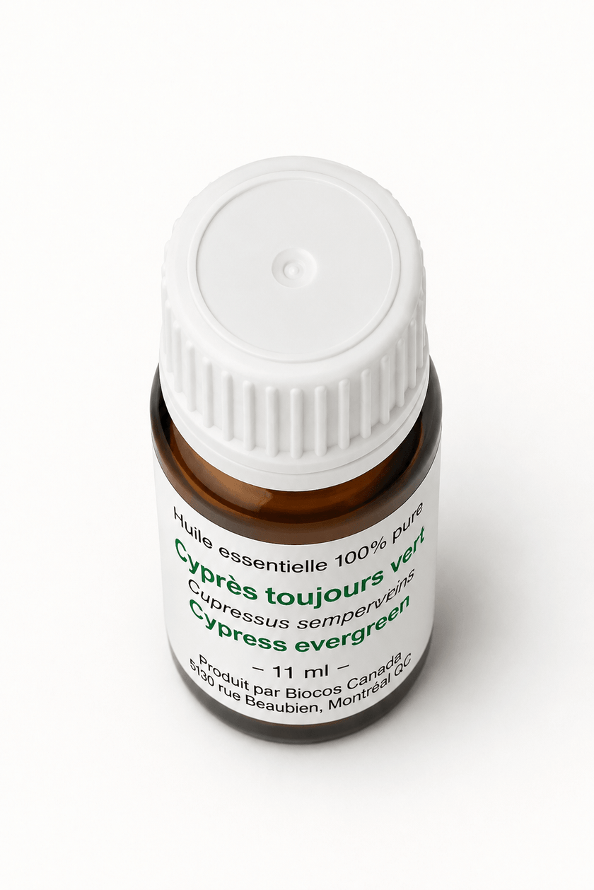Cyprès toujours vert