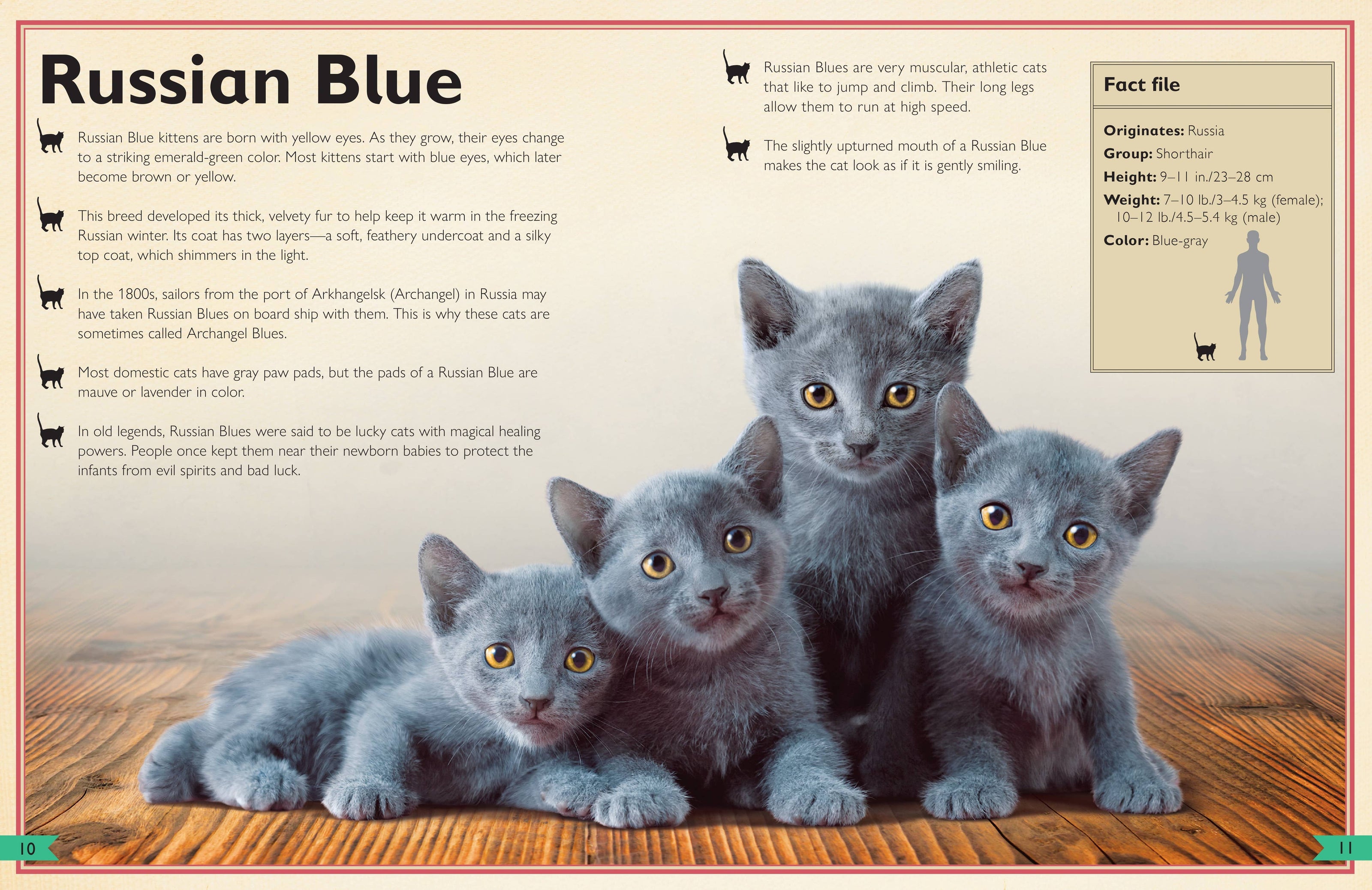 Insight Editions - The Magnificent Book of Cats
