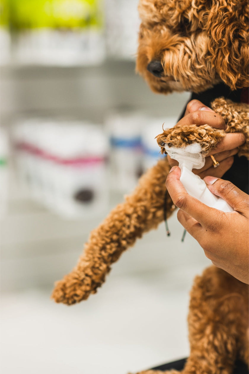 Dandylion Refill - Clean Paws No-Rinse Foaming Cleanser