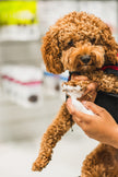 Dandylion Refill - Clean Paws No-Rinse Foaming Cleanser
