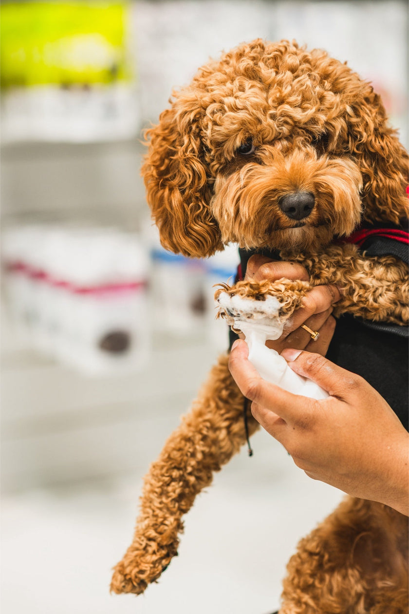 Dandylion Refill - Clean Paws No-Rinse Foaming Cleanser