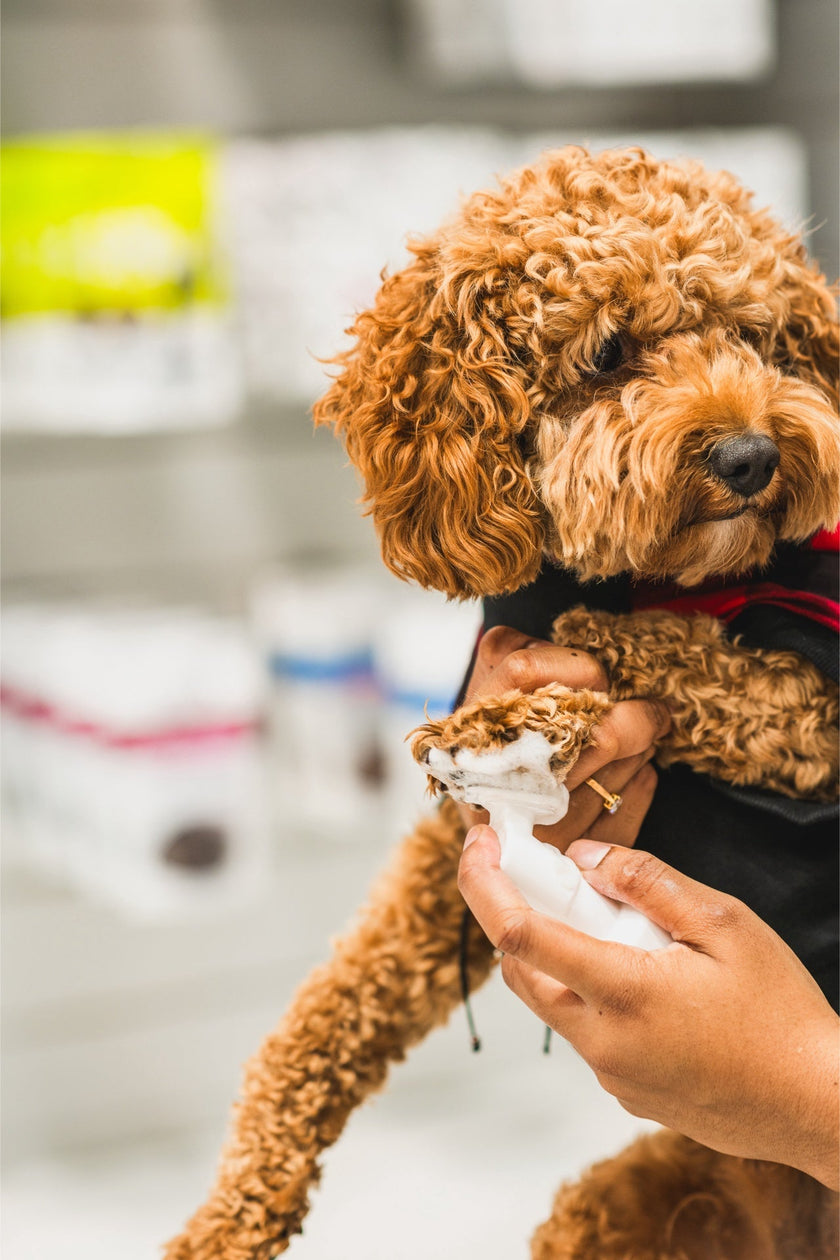 Dandylion Refill - Clean Paws No-Rinse Foaming Cleanser