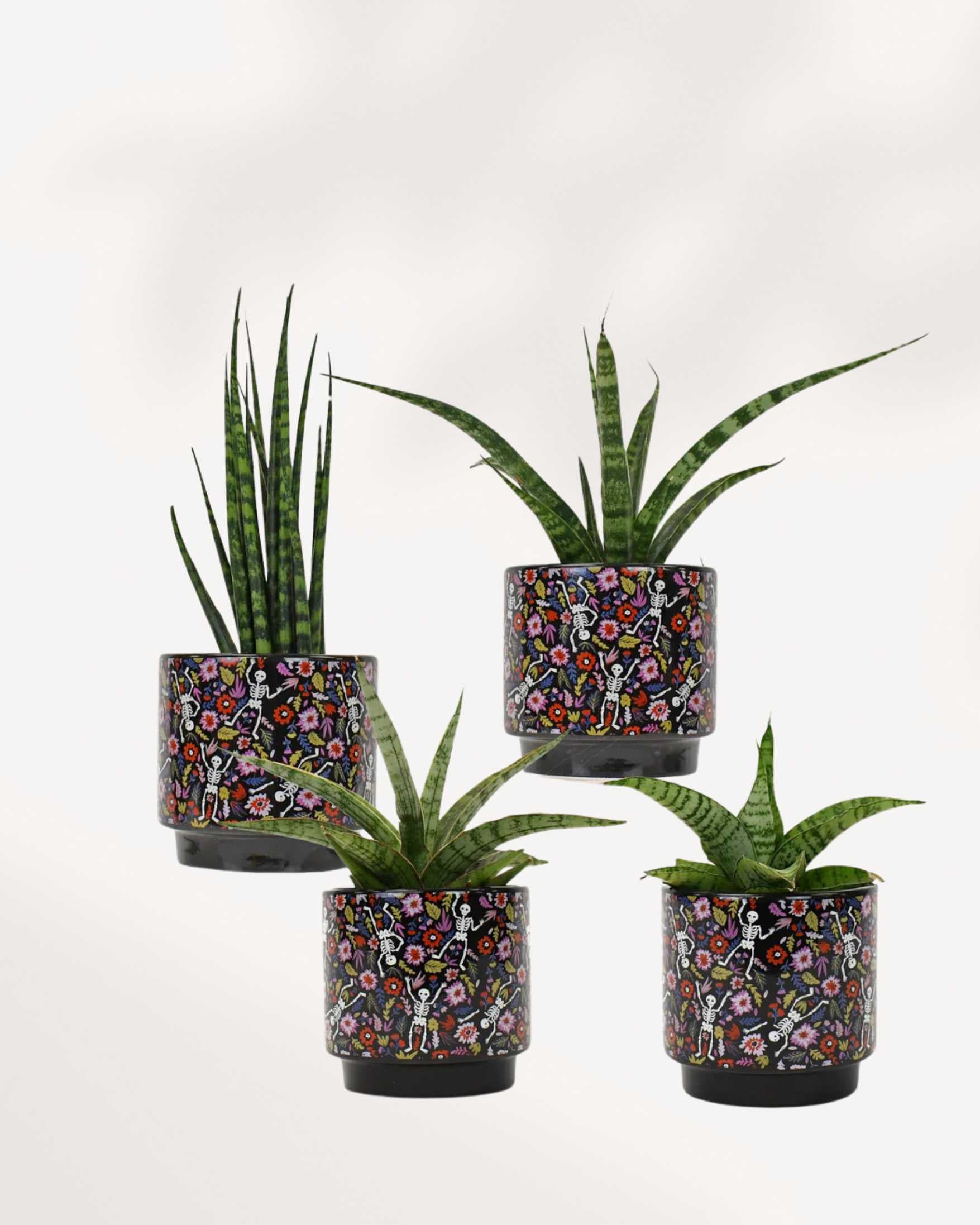 Day of the Dead Pot