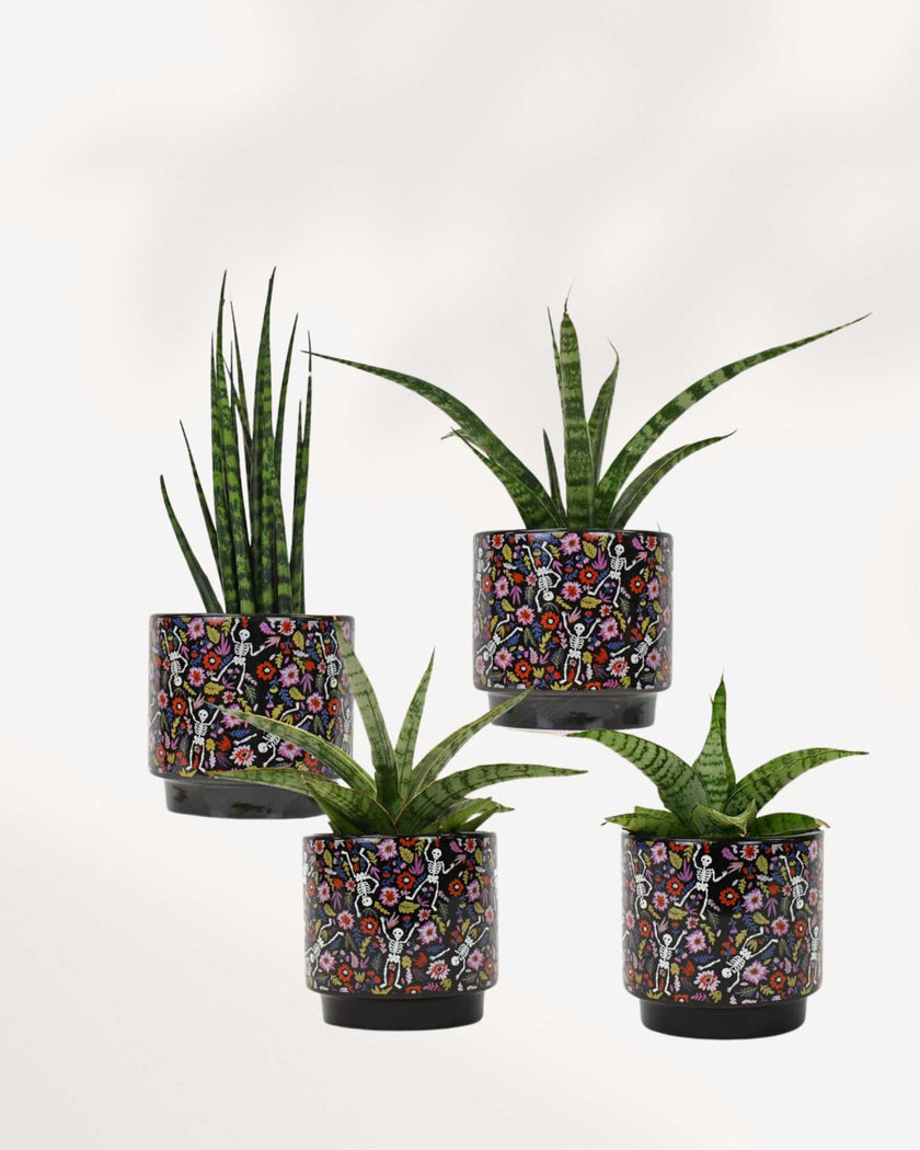 Day of the Dead Pot