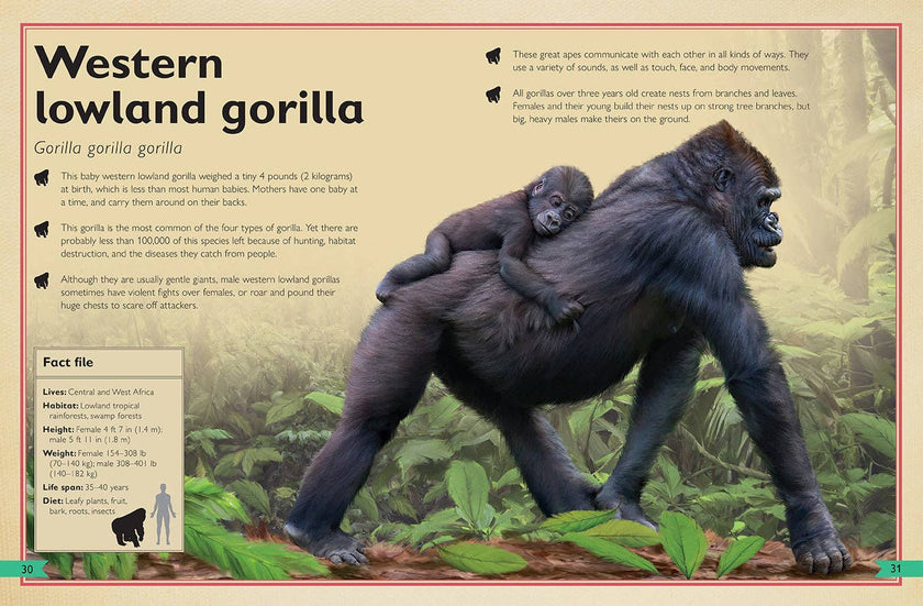Insight Editions - The Magnificent Book of Monkeys and Apes