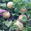 Mini Melon Mix