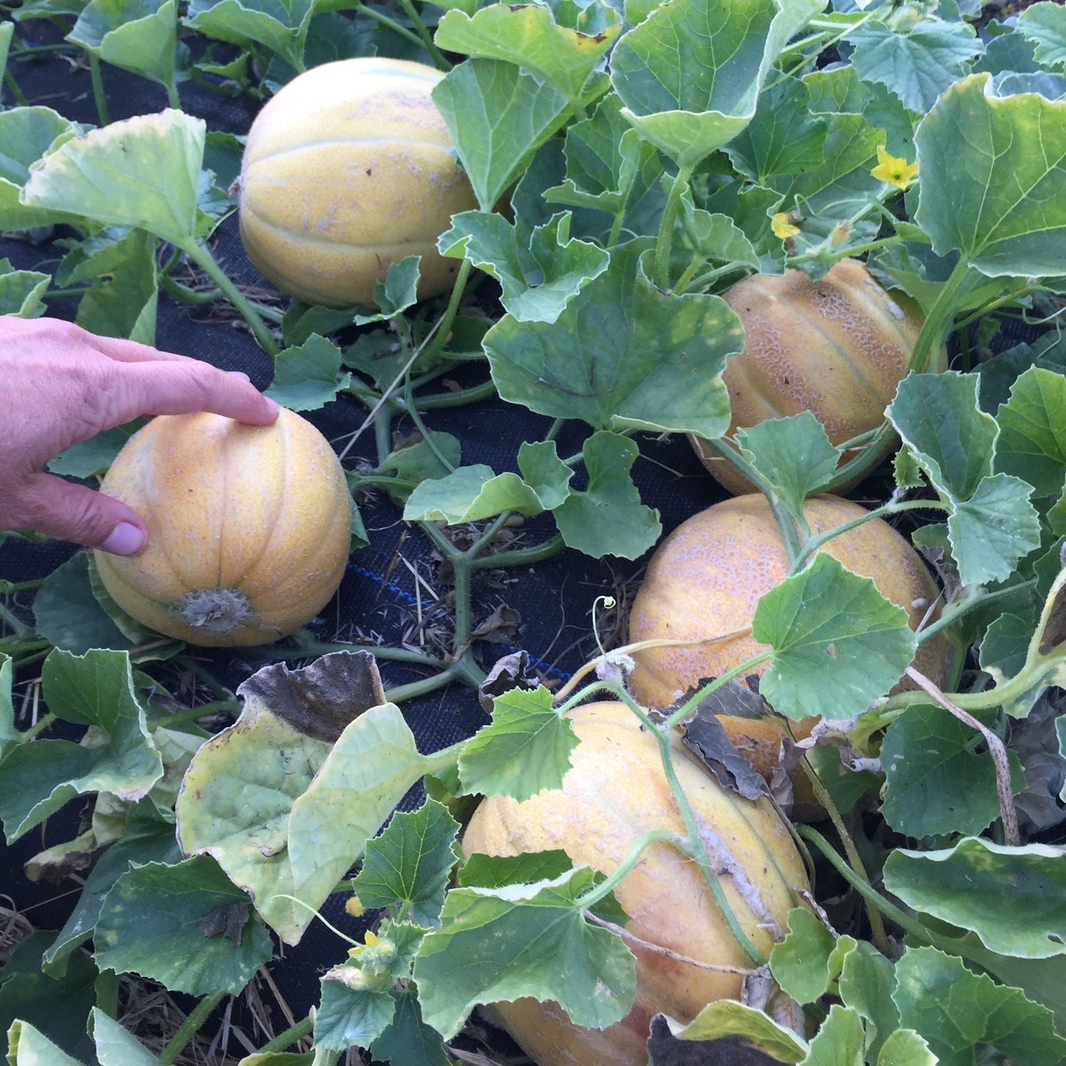 Mini Melon Mix