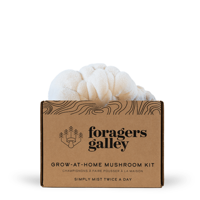 Lion's Mane