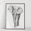 Elephant illustration - collaboration with La Fondation du Zoo de Granby