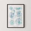 Ernst Haeckel Jellyfish Print: Vintage Marine Life Art