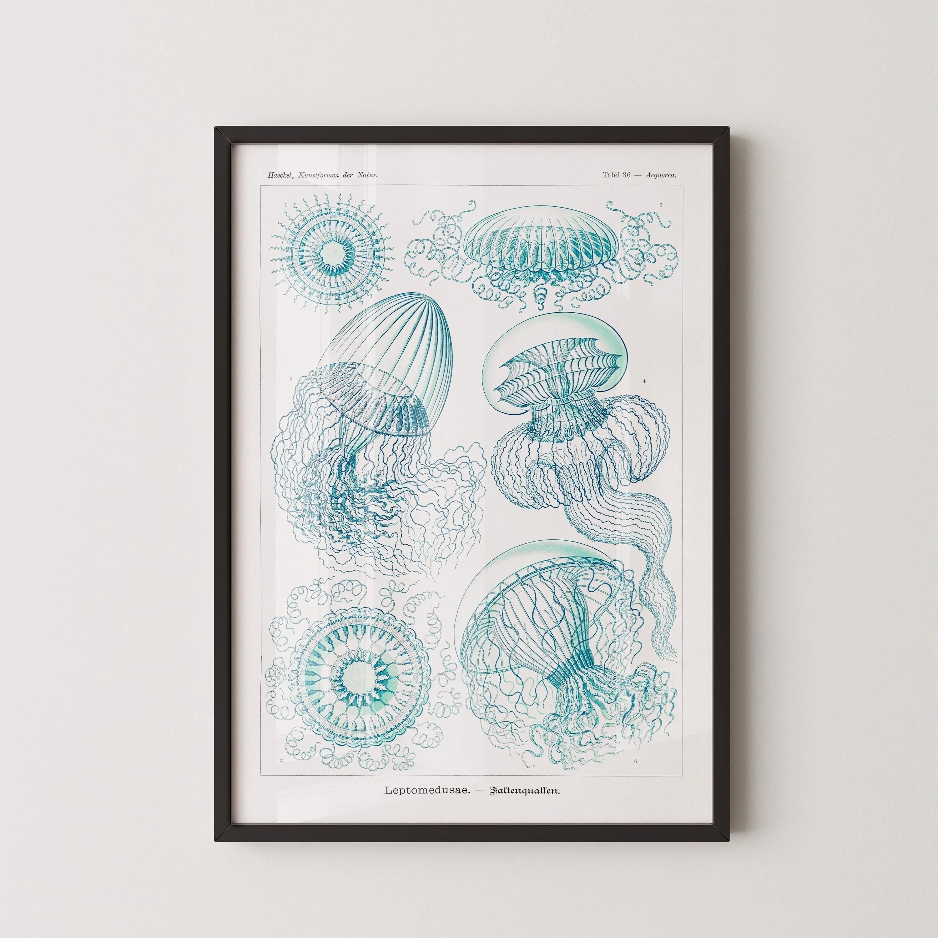 Ernst Haeckel Jellyfish Print: Vintage Marine Life Art