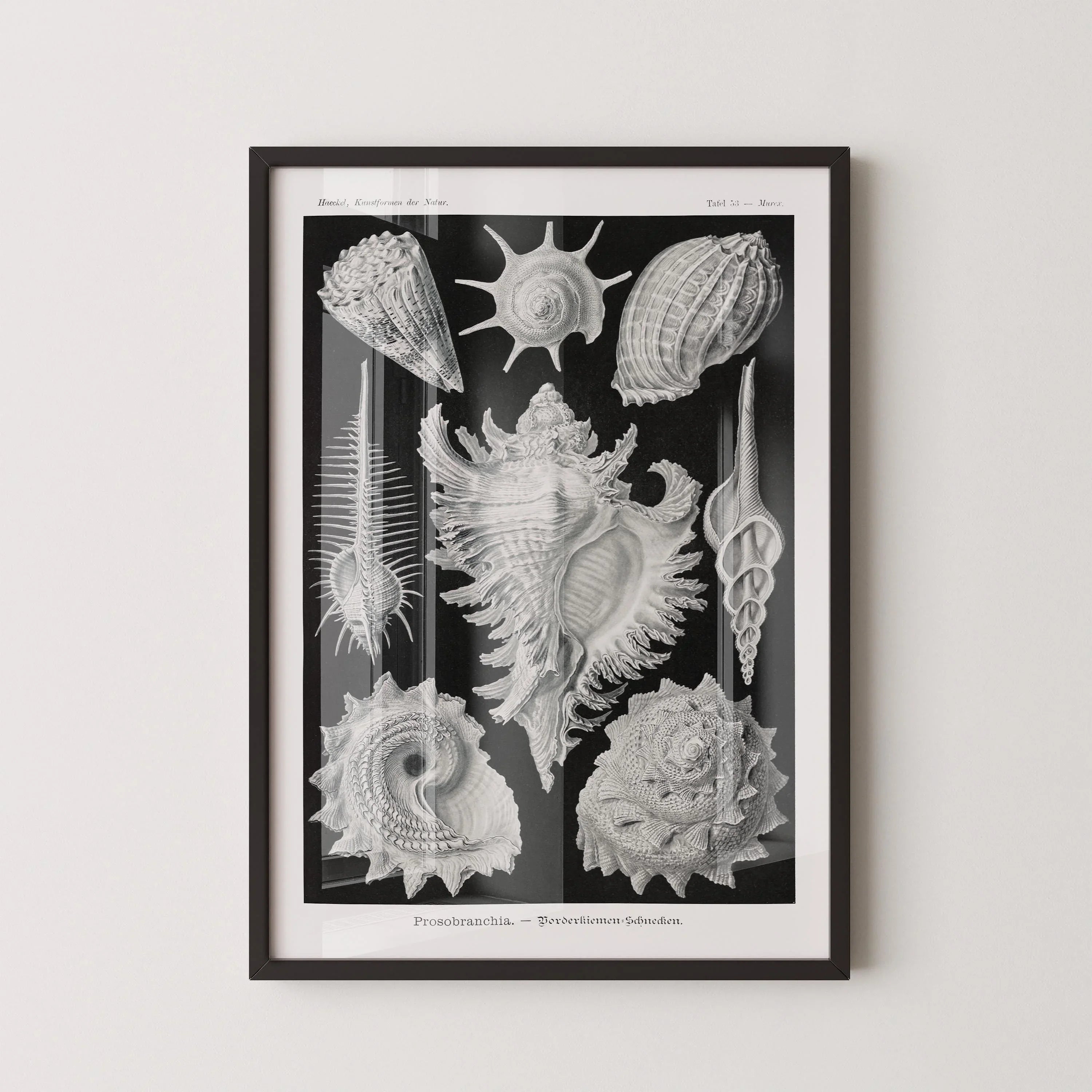 Ernst Haeckel Shells Art Print: Black and White Marine Life