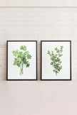 DUO FINES HERBES (2 Oeuvres sur toile étirée)